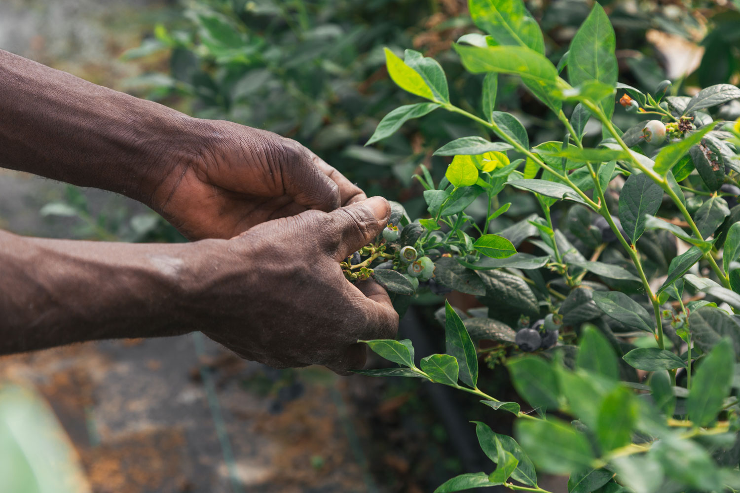 Leia mais sobre o artigo Quilombo de Custaneira: Agroecologia, sustentabilidade e segurança alimentar