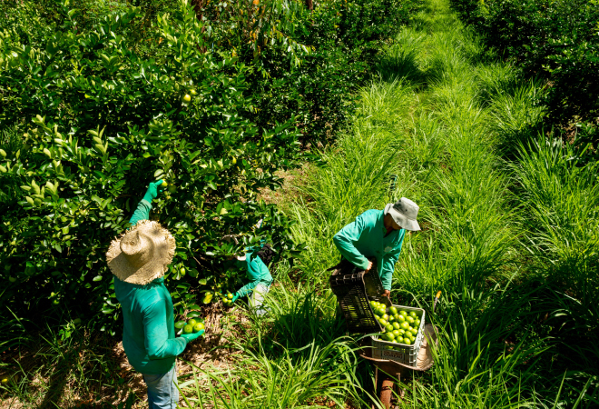 Leia mais sobre o artigo Aglofloresta gerando Renda, sustentabilidade e segurança alimentar para o Quilombo Salamina Putumuju